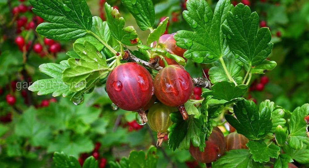 Крыжовник сенатор: сладчайшая ягода в саду