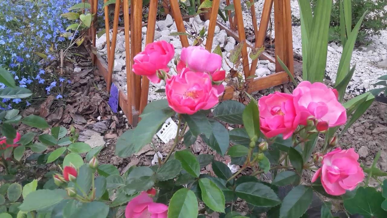Разновидности сортов роз грандифлора
