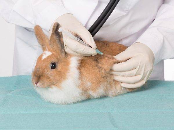 Особенности препарата дитрим для кроликов