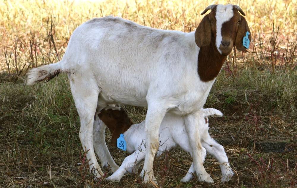 Сколько живут козы: показатели в домашних условиях и как продлить срок
