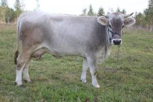 Айрширская порода коров – характеристика крс