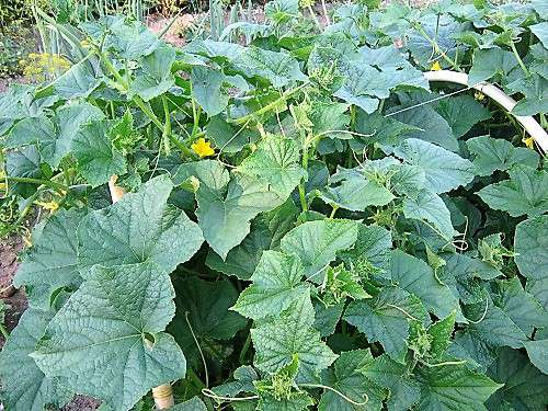 Табазол – табачная пыль для удобрения и борьбы с болезнями растений
