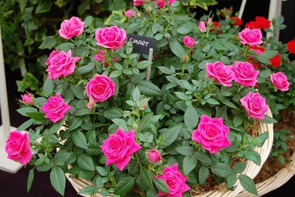Описание сортов Бордюрных роз, посадка, выращивание и уход в саду
