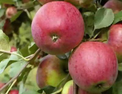 Яблоня белорусское сладкое: особенности сорта и ухода