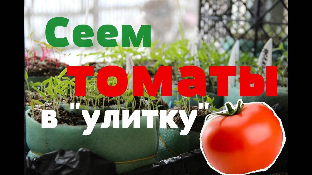 Посадка томатов в улитку на рассаду