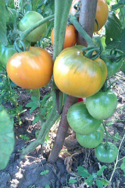 Оранжевое чудо — томат «дина» : описание сорта, фото