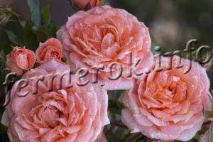 Особенности посадки и ухода за плетистыми розами на урале в открытом грунте