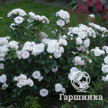 Роза чг беролина — описание сорта и особенности ухода