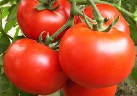 Томат султан: характеристика помидоров, отзывы и урожайность с фото