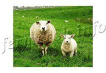 Самые популярные породы овец