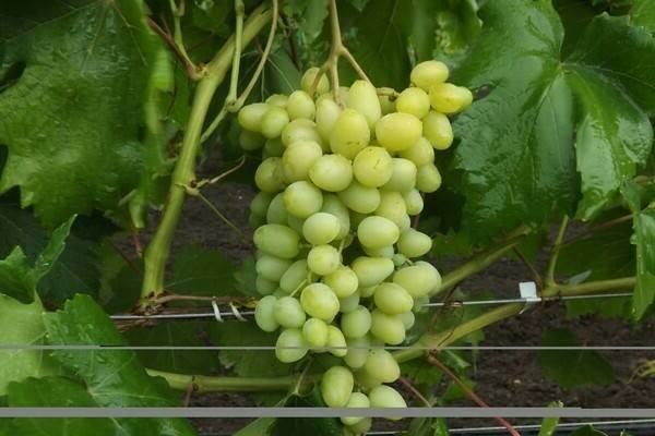 Сорта винограда «ландыш»