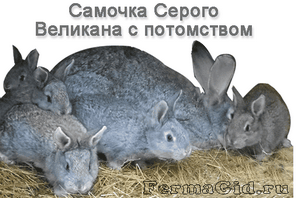 Правила кормления кроликов: что делать, чтобы они быстрее набирали вес?