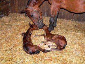 Продолжительность беременности у лошадей