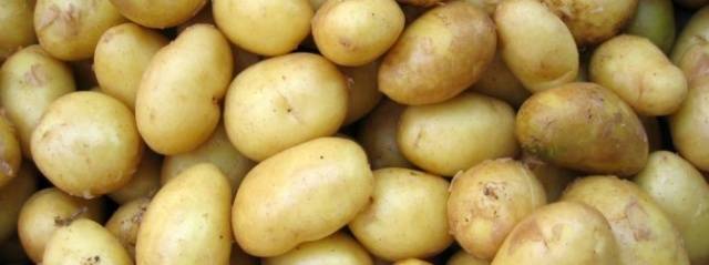 Яровизация картофеля перед посадкой в домашних условиях