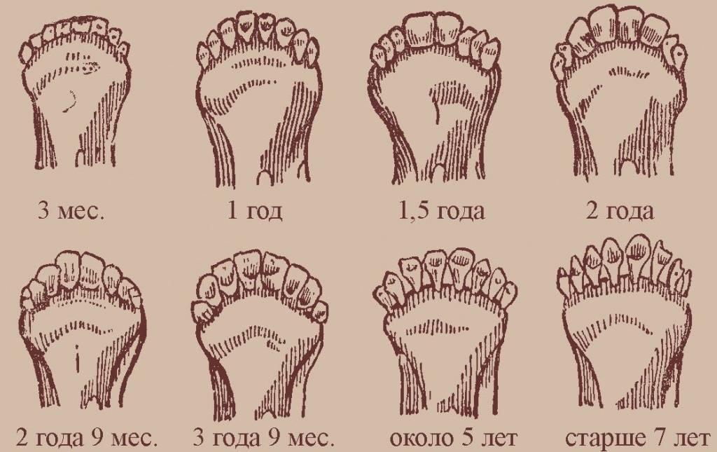 Зубы лошадей: виды зубов лошадей, смена и прорезывание, особенности ухода, болезни и лечение
