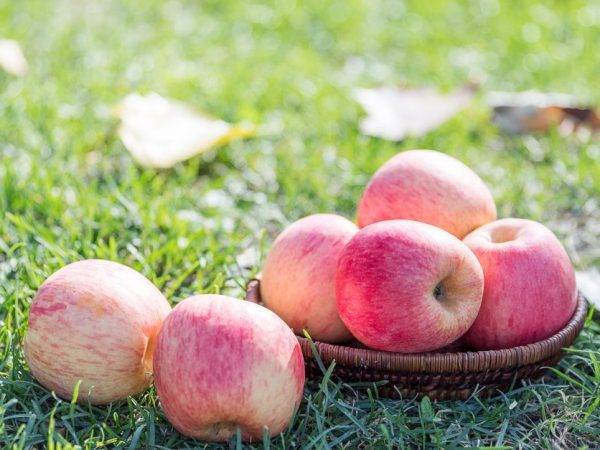 Характеристики сорта яблонь россошанское полосатое, описание подвидов и урожайности