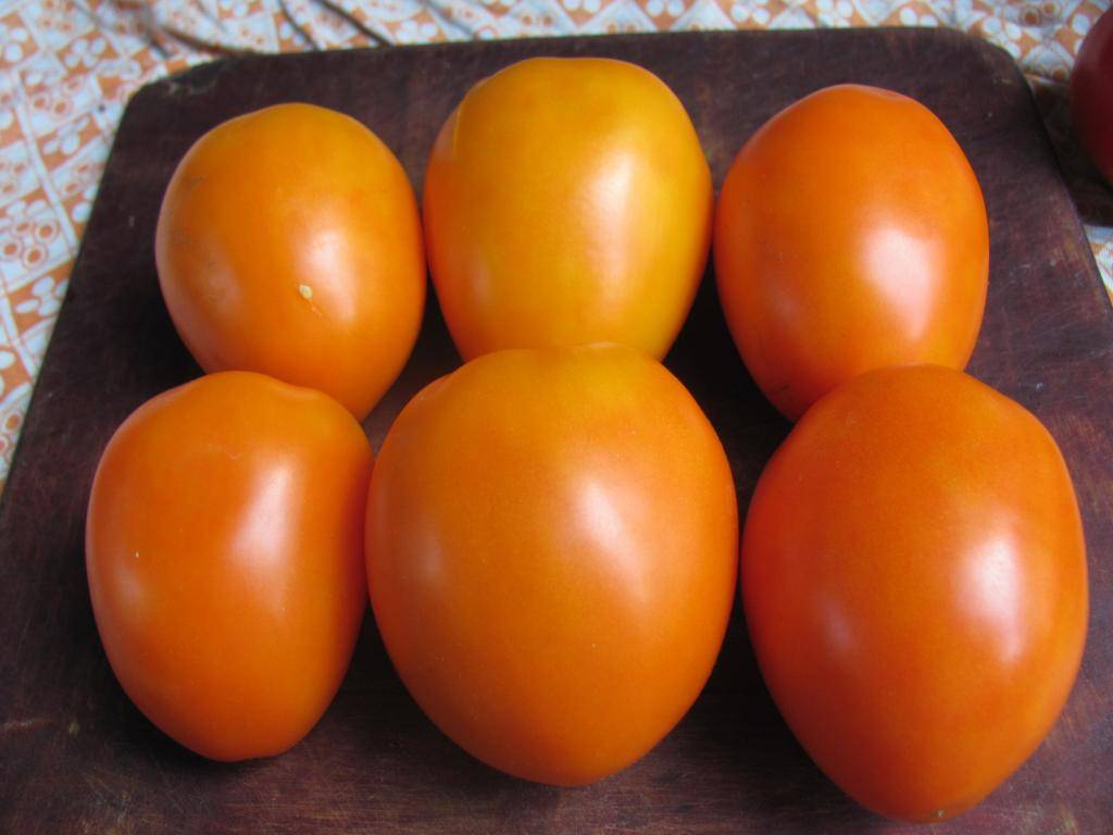 Выращивание томата вечный зов