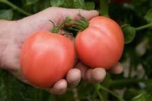 Описание сорта томата Бон Аппетит, особенности выращивания и ухода