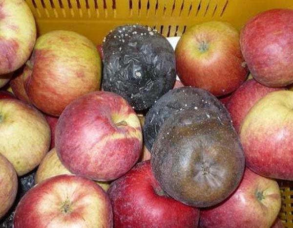 Червивые яблоки на дереве: как бороться с яблонной плодожоркой, чем опрыскивать