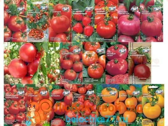 Рейтинг лучших сортов томатов для подмосковья