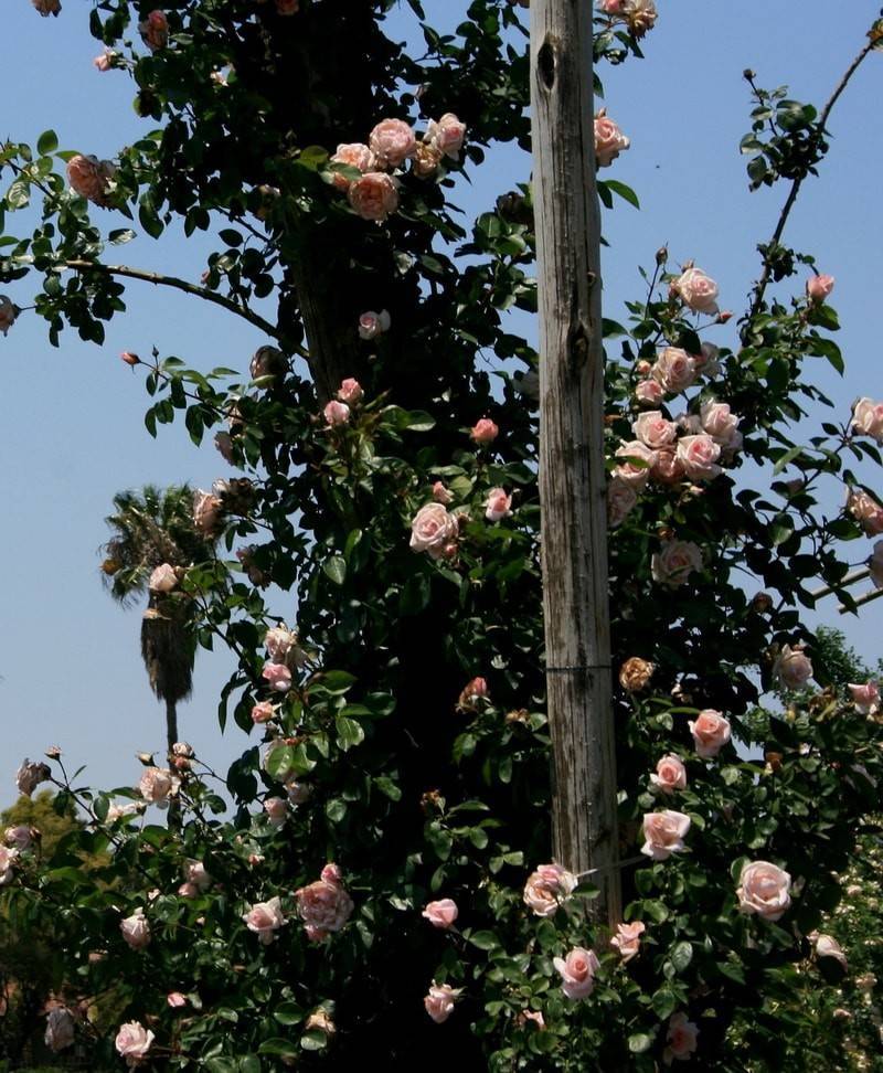 Описание и характеристики разновидностей сортов роз лидия, посадка и уход