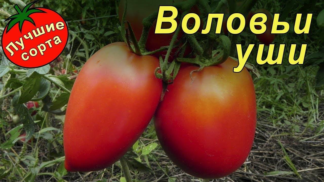 Характеристика и описание томата «козье вымечко»