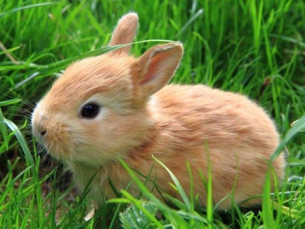 Причины и симптомы ринита у кроликов, лечение насморка и профилактика