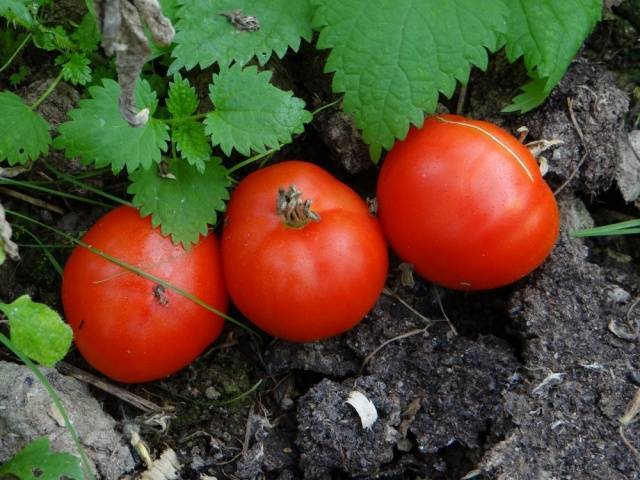 Высаживаем томат хлебосольный