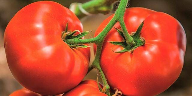 Лучшие помидоры для теплицы из поликарбоната: 10 популярных сортов