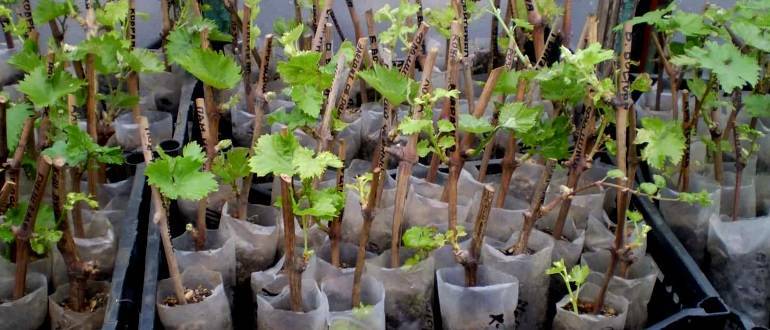 Размножение винограда зелеными черенками летом в домашних условиях