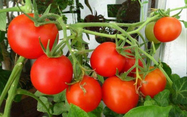 Применение борной кислоты в садоводстве: внекорневая подкормка бором томатов, огурцов, клубники и других растений