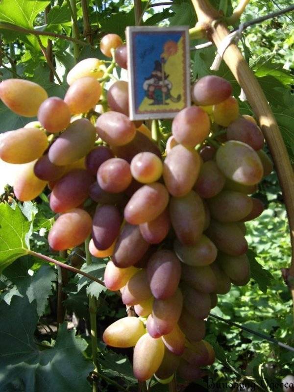 Описание и характеристики, плюсы и минусы сорта винограда краса севера и правила выращивания