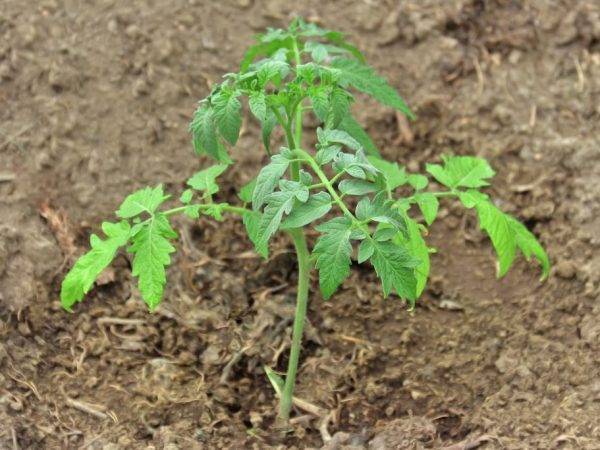 Томат «малиновый звон»: особенности выращивания