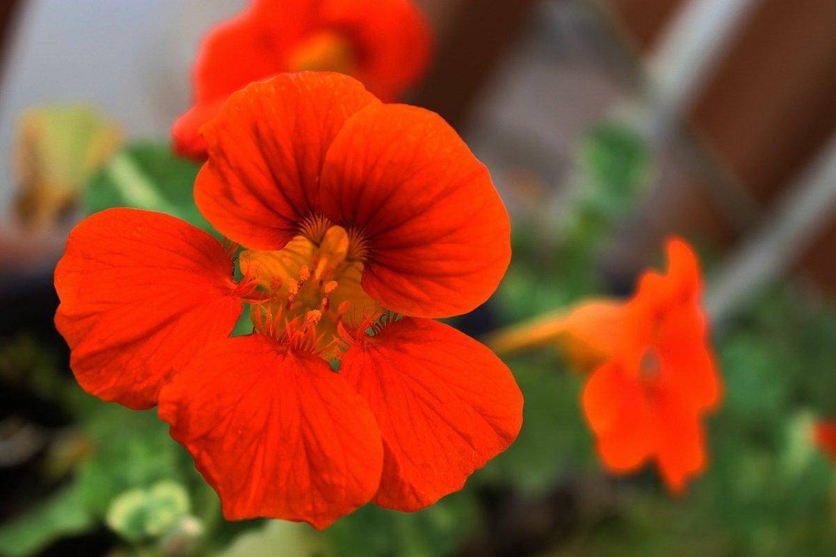 Настурция: описание, выращивание цветов и их полезные свойства