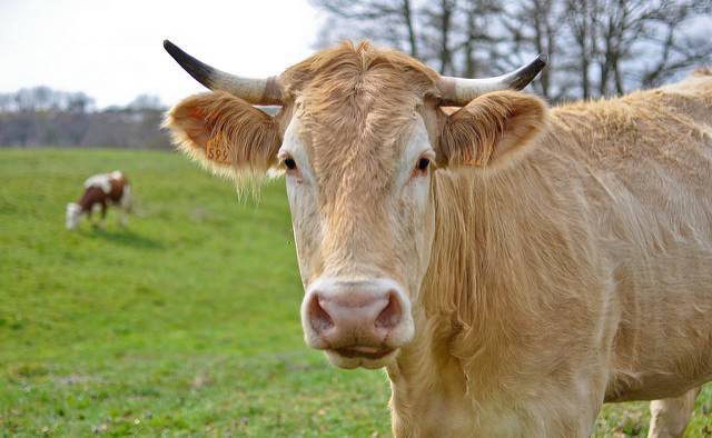 Трихомоноз крупного рогатого скота (крс) — симптомы и лечение, профилактика