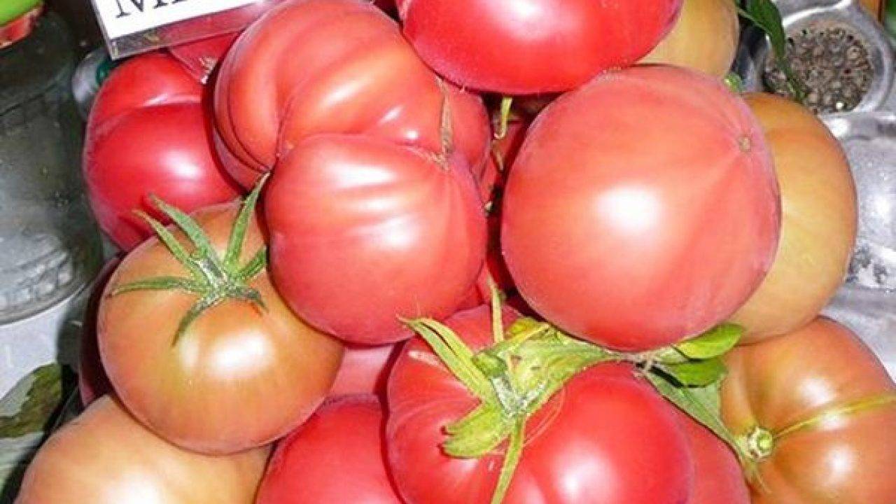 Характеристика и описание сорта томата уральский ранний, высота растения