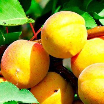 Выращивание абрикосов на урале в открытом грунте, описание зимостойких сортов и уход