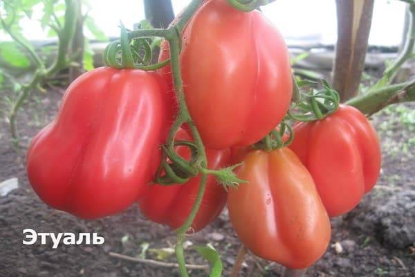 Описание сорта томата Этуаль и его характеристика и урожайность