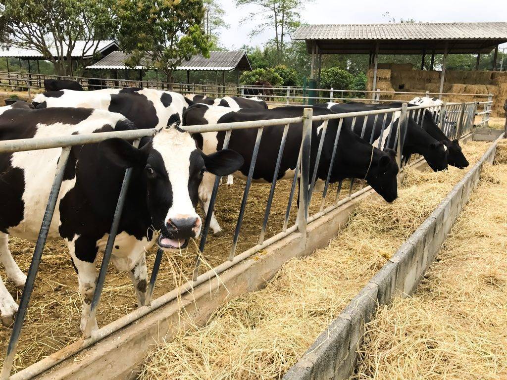 Черно-пестрый крс – самые распространенные коровы