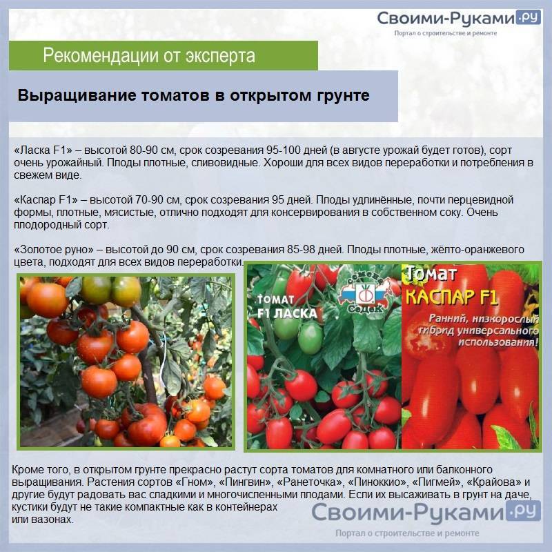 Фото, отзывы, описание, характеристика, урожайность сорта томата «огородник»