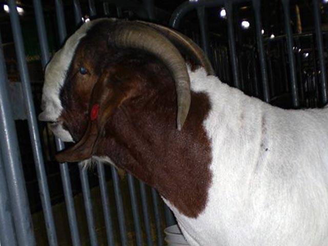 Альпийская порода коз: особенности по уходу и разведению