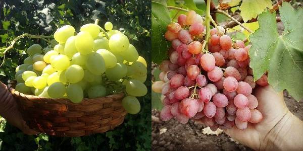 Рута: один из новых сверхранних сортов столового винограда с черешневым ароматом