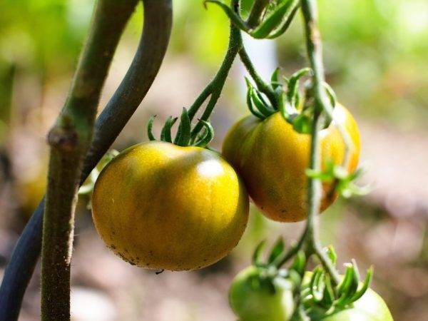 Какую урожайность можно ожидать от томата «медовый» в открытом грунте
