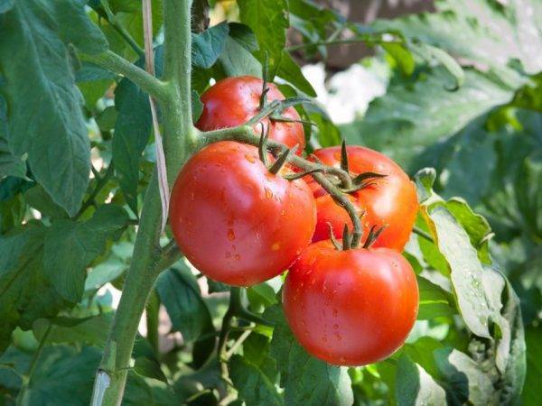 Характеристика и описание сорта томата Артист f1, его урожайность