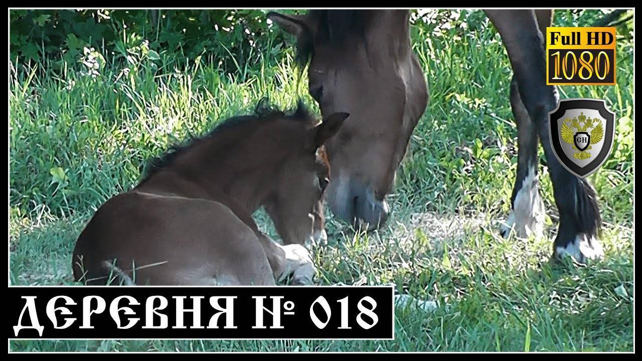Как лошадь рожает: беременность, срок вынашивания жеребенка, роды