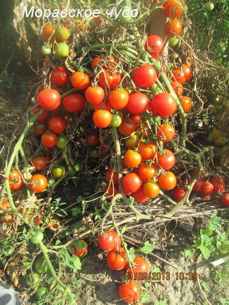 Лиановидные сорта томатов: африканская лиана, розовая, подсинская и сибирская