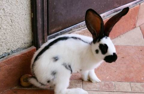 Кролики породы бабочка: характеристика и разведение