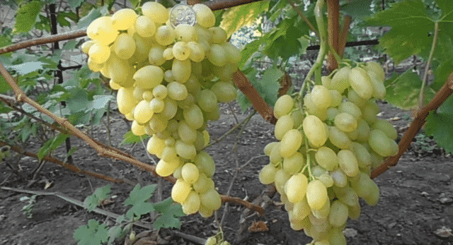 Виноград - ландыш: описание сорта, фото, отзывы