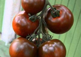 Томат ягода малина f1 — описание сорта, фото, урожайность и отзывы садоводов