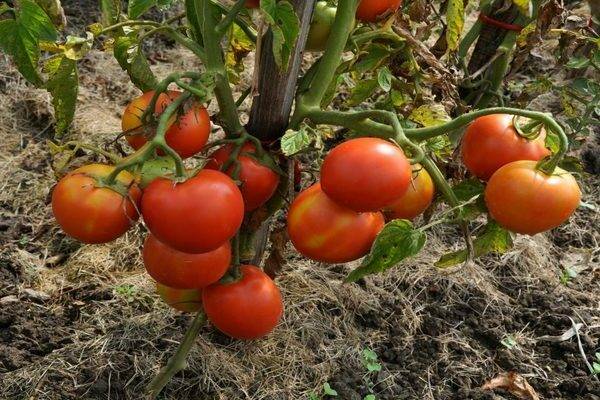 Высокоурожайный гибрид отменного вкуса — томат «ирина»:  характеристика и описание сорта, фото